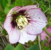hellebore_DSCI3039.JPG