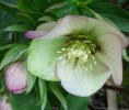 hellebore_DSCI3040.JPG