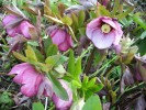 hellebore_DSCI3043.JPG