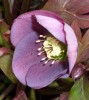 hellebore_DSCI3044.JPG