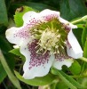 hellebore_DSCI3047.JPG