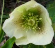 hellebore_DSCI3049.JPG