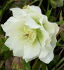 hellebore_DSCI3052.JPG