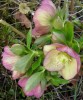 hellebore_DSCI3054.JPG