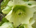 hellebore_DSCI3056.JPG