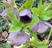 hellebore_I4034.JPG