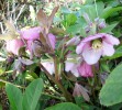 hellebores_I4006.JPG