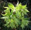 hellebores_I4010.JPG