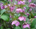 hellebores_I4027.JPG