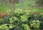 hellebores__epimedium_I4035.JPG