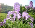 hesperis_matronalis_I3449.JPG