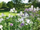 hesperis_matronalis_I3451.JPG