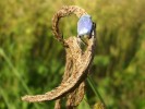 hoplie_bleue_528.JPG
