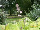 Nom du fichier=hosta_935.JPG
Taille du fichier=63Ko
Dimensions : 434x326
Ajouté le : 22 Juin 2008 hosta_935.JPG