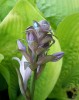 hosta___hoplie_bleue_3738.JPG