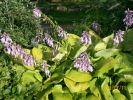 hostas_1094.JPG