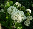 hydrangea_annabelle_I3856.JPG