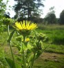 inula_3732.JPG