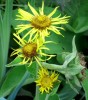 inula_56.JPG