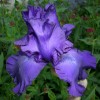 iris_0262.JPG