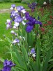 iris_0319.JPG