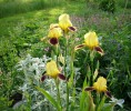 iris_045~0.JPG