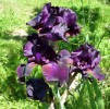 iris_096.JPG