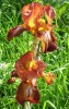 iris_2034.JPG