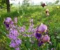 iris_2042.JPG