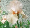 iris_2048.JPG