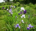 iris_2065.JPG