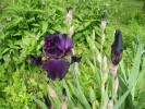 iris_2393.JPG