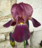 iris_I0254.JPG