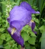 iris_I0255~0.JPG