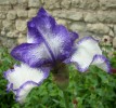 iris_I0256.JPG