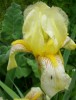 iris_I0257.JPG