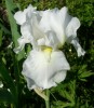 iris_I0303.JPG