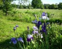 iris_I0360.JPG