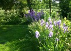 iris_I0363.JPG