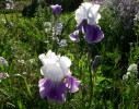 iris_I3585.JPG