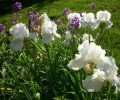 iris_blancs_I3584.JPG