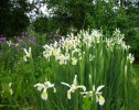 iris_hollandica_apollo_I0410.JPG