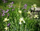iris_jaune_pale_965.JPG