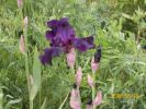 iris_noir_superstition_677.JPG