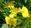 iris_pseudoacorus_I0265.JPG