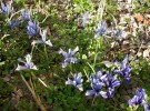 Nom du fichier=iris_reticulata_05.JPG
Taille du fichier=152Ko
Dimensions : 700x516
Ajouté le : 02 Mars 2012 iris_reticulata_05.JPG