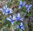 Nom du fichier=iris_reticulata_2611.JPG
Taille du fichier=154Ko
Dimensions : 700x643
Ajouté le : 01 Mars 2013 iris_reticulata_2611.JPG