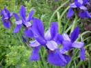 iris_sibirica_persimmon_I0417.JPG