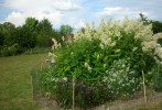 Nom du fichier=jardin_wm_87.JPG
Taille du fichier=156Ko
Dimensions : 700x476
Ajouté le : 06 Juin 2011 jardin_wm_87.JPG