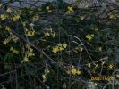 jasminum_nudiflorum_1548.JPG